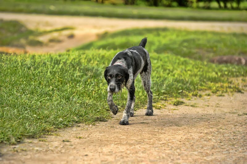 German wirehaired pointer stock image