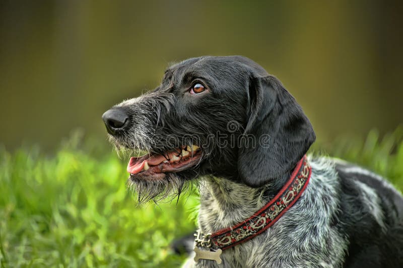 German Wirehaired Pointer stock photo