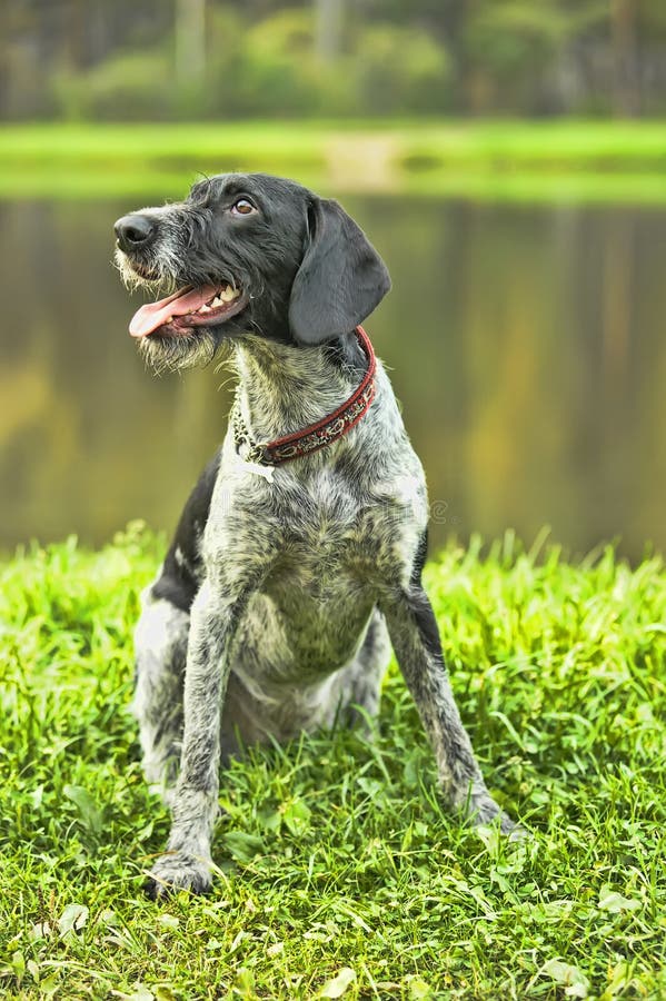 German wirehaired pointer royalty free stock image