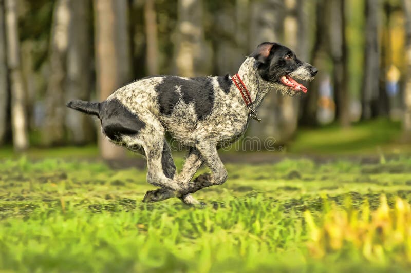 German Wirehaired Pointer stock photography