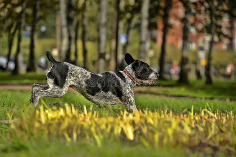 German Wirehaired Pointer stock photos
