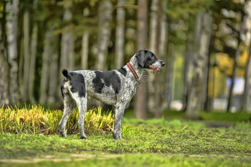 German wirehaired pointer stock image