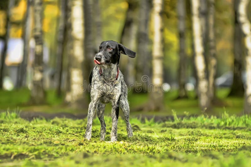 German wirehaired pointer royalty free stock images