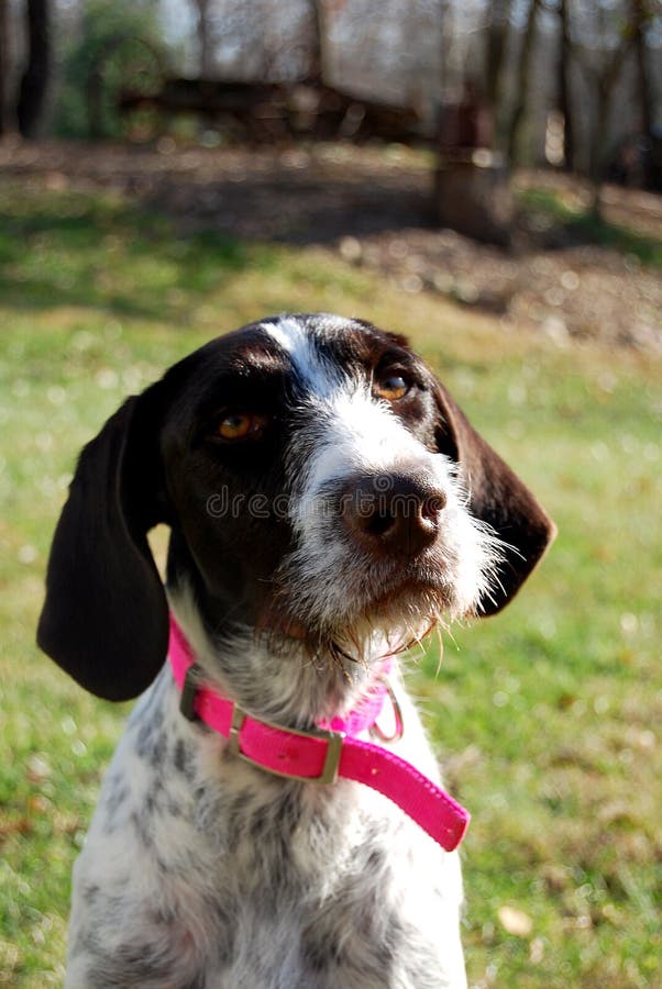 German Wirehaired Pointer royalty free stock photography