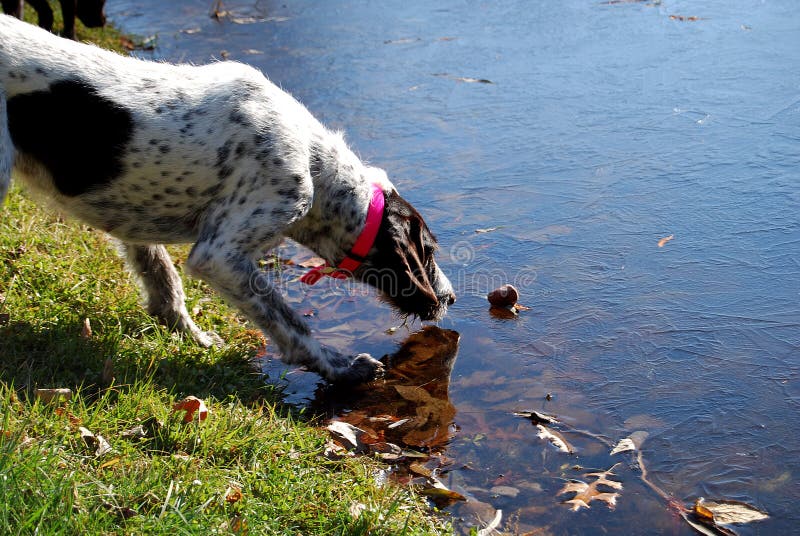 German Wirehaired Pointer stock image