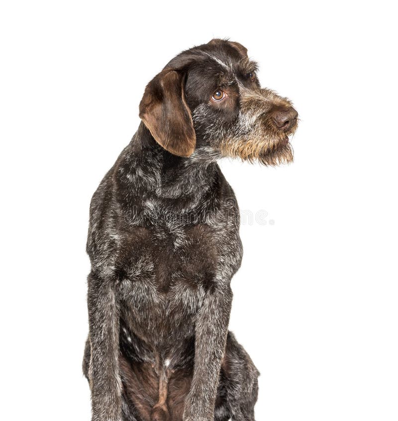 German Wirehaired Pointer also know as Drahthaar sitting stock images