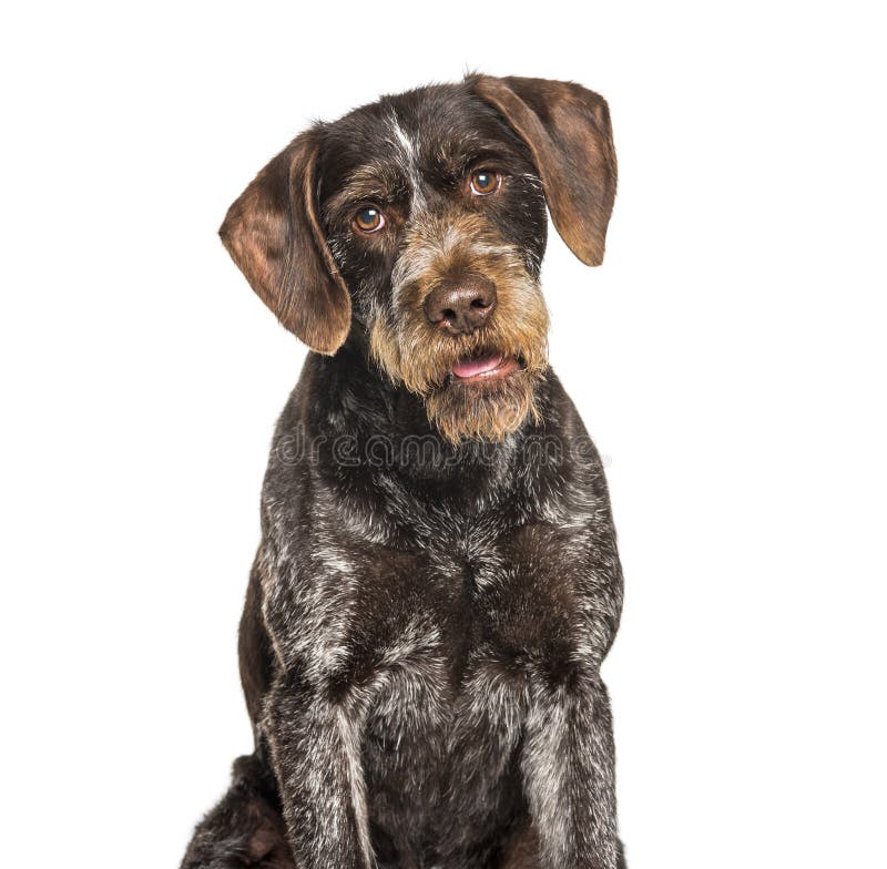 German Wirehaired Pointer also know as Drahthaar sitting stock photos