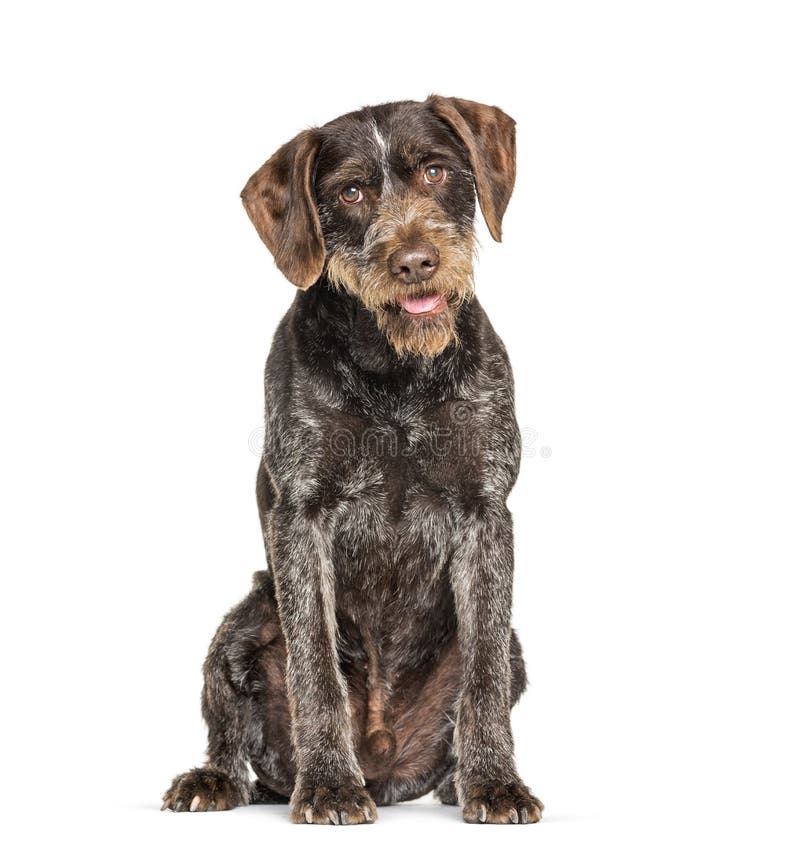 German Wirehaired Pointer also know as Drahthaar sitting stock photos
