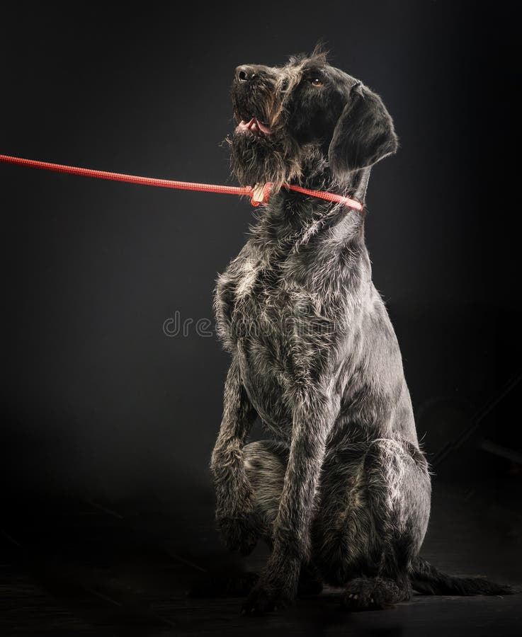 German wirehaired pointer on a black background stock photo