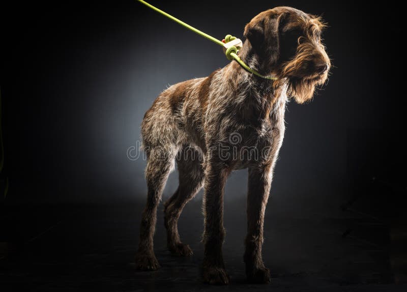 German wirehaired pointer on a black background royalty free stock images