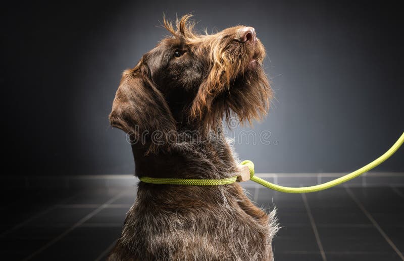German wirehaired pointer on a black background stock photos