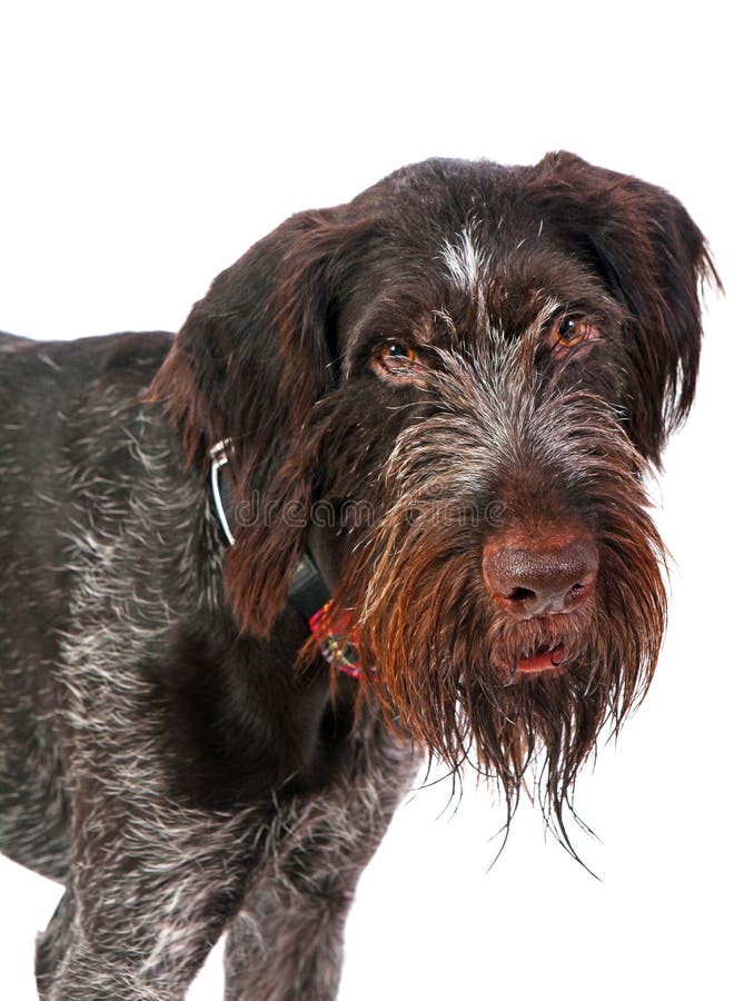 German Wirehaired Pointer, deutsch drahthaar dog in studio isolated stock images