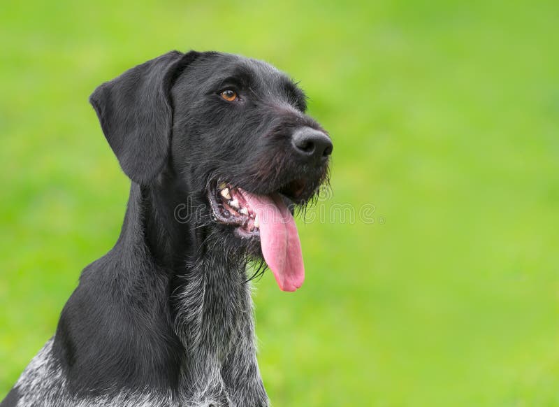 German Wirehaired Pointer (Deutsch Drahthaar) poses stock photography