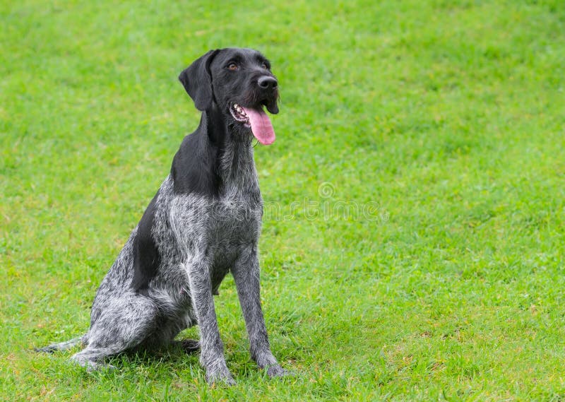 German Wirehaired Pointer (Deutsch Drahthaar) poses royalty free stock images