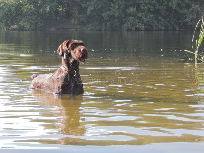 German Wirehaired Pointer stock photo
