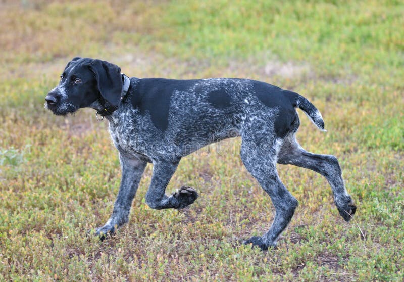 German wirehaired pointer or Drahthaar Deutsch Drahthaar, Deutscher Drahthaariger Vorstehhund royalty free stock images