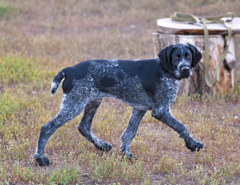 German wirehaired pointer or Drahthaar Deutsch Drahthaar, Deutscher Drahthaariger Vorstehhund royalty free stock image