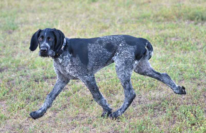 German wirehaired pointer or Drahthaar Deutsch Drahthaar, Deutscher Drahthaariger Vorstehhund stock image
