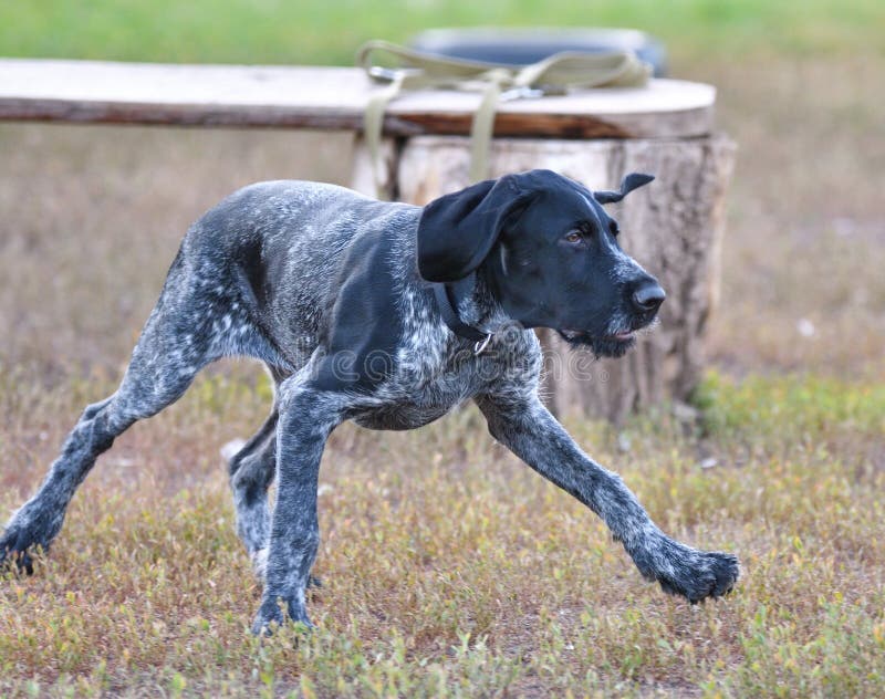 German wirehaired pointer or Drahthaar Deutsch Drahthaar, Deutscher Drahthaariger Vorstehhund royalty free stock images