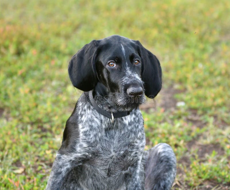 German wirehaired pointer or Drahthaar Deutsch Drahthaar, Deutscher Drahthaariger Vorstehhund stock image