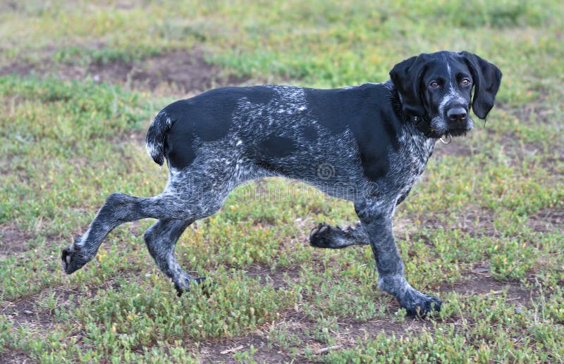 German wirehaired pointer or Drahthaar Deutsch Drahthaar, Deutscher Drahthaariger Vorstehhund