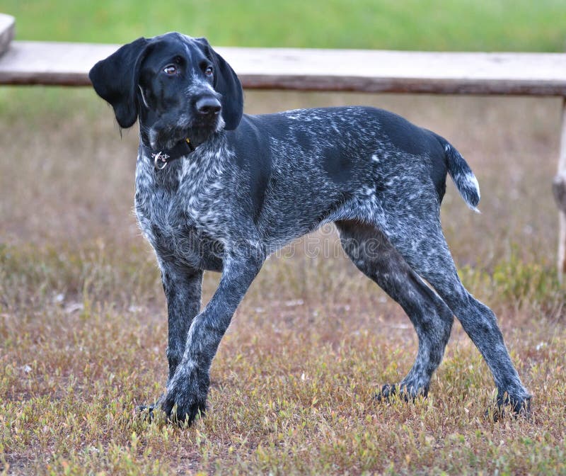 German wirehaired pointer or Drahthaar Deutsch Drahthaar, Deutscher Drahthaariger Vorstehhund royalty free stock images