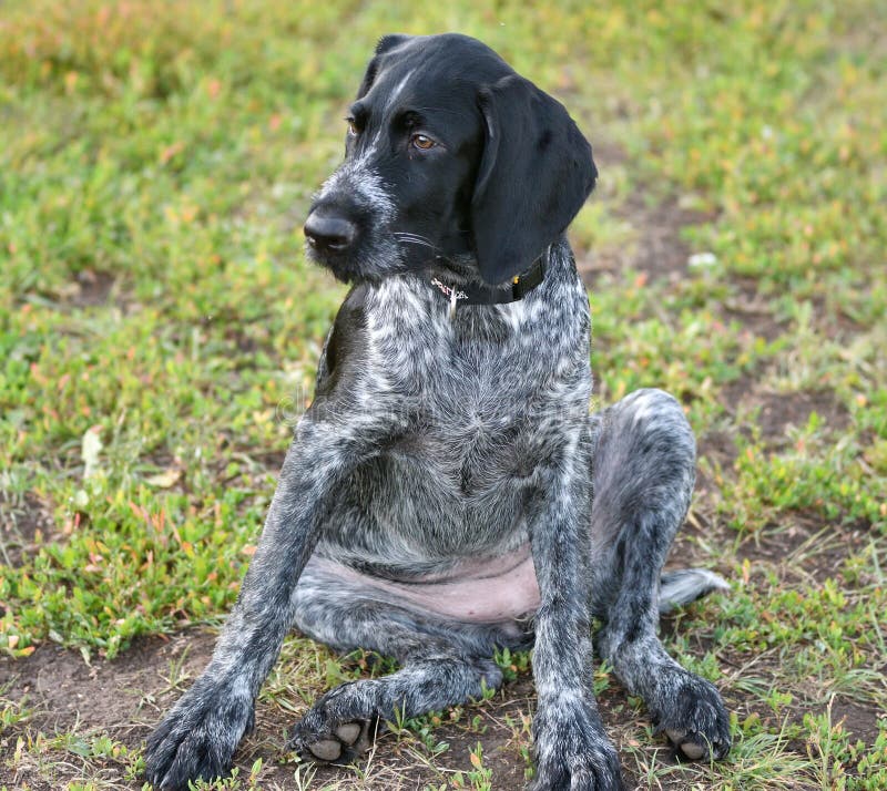 German wirehaired pointer or Drahthaar Deutsch Drahthaar, Deutscher Drahthaariger Vorstehhund royalty free stock photos