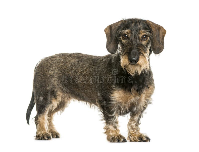 German Wirehaired Pointer in front of white background royalty free stock photography