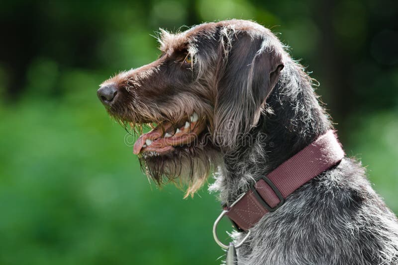 German wirehaired pointer stock image