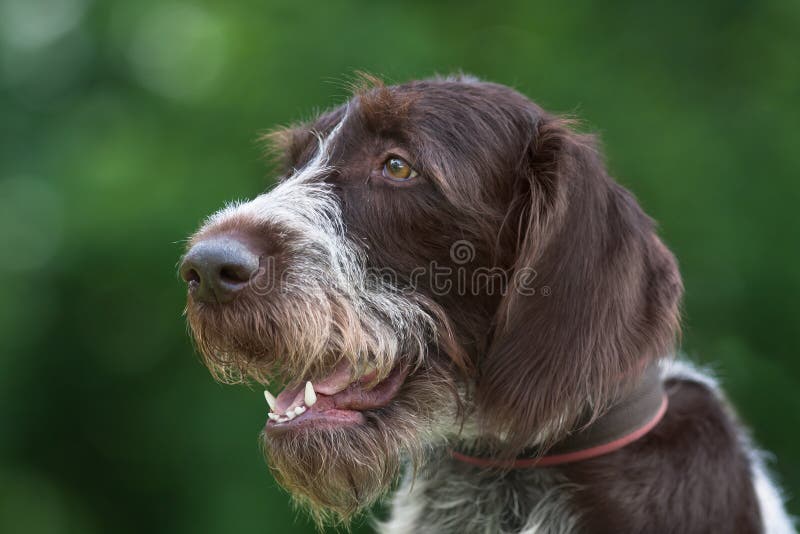German wirehaired pointer on green blurred background royalty free stock photos