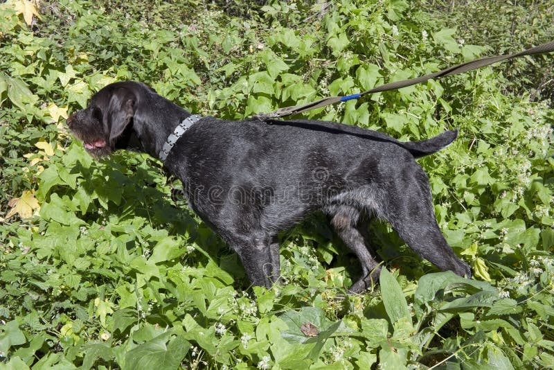 German Wirehaired Pointer stock photo