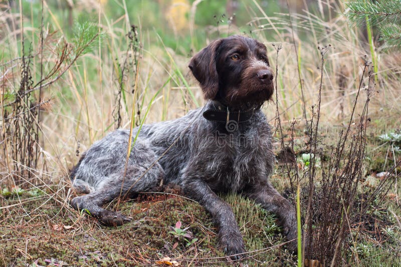 german wirehaired pointer for sale