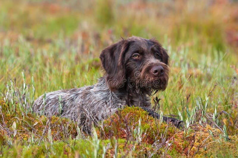 German wirehaired pointer outdoors royalty free stock images