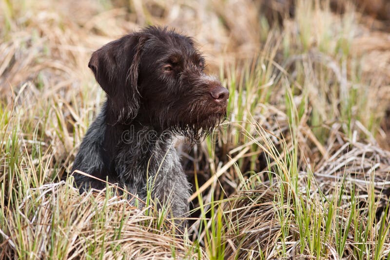 German wirehaired pointer royalty free stock photography