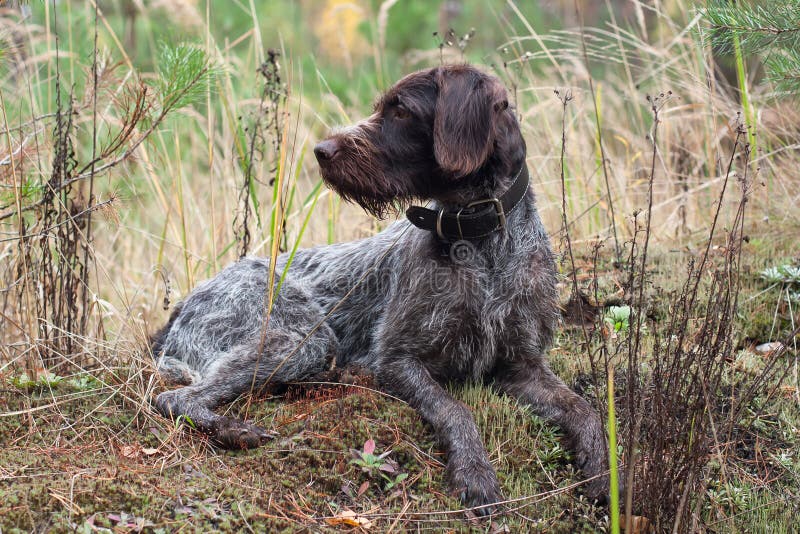 German wirehaired pointer resting in the grass stock photos