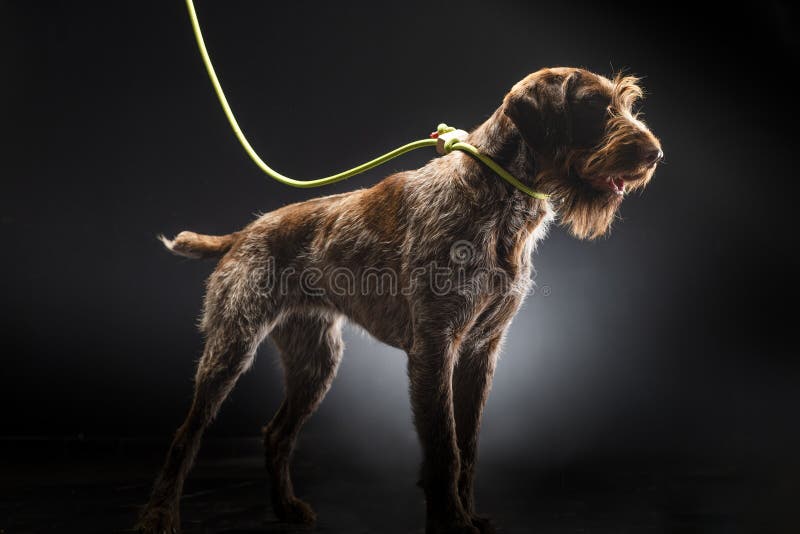 German wirehaired pointer on a black background stock photo
