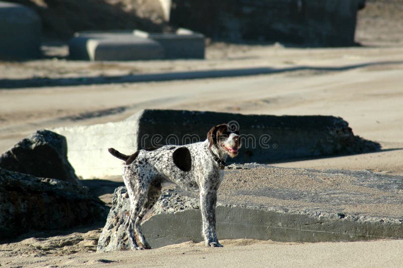 German Wirehaired Pointer at a beach stock photography