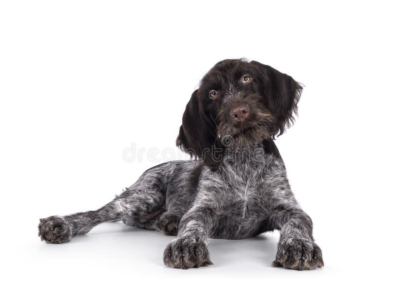German wirehaired pointer on white background stock photo