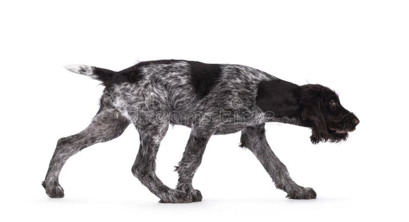 German wirehaired pointer on white background royalty free stock images