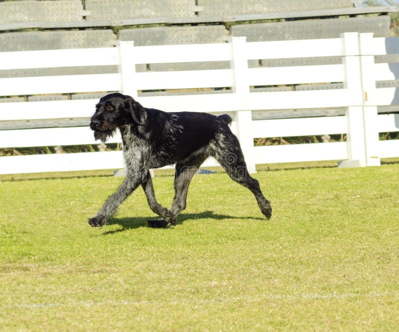 German Wirehaired Pointer royalty free stock image