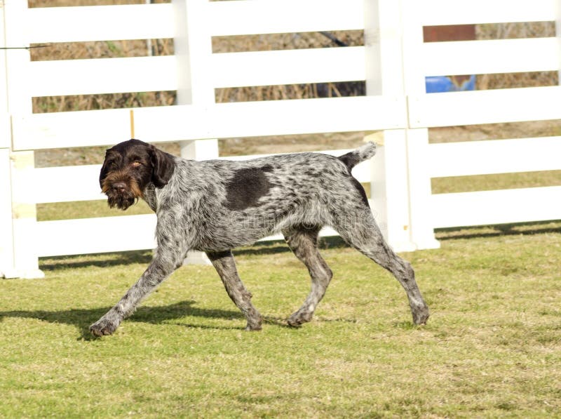 German Wirehaired Pointer royalty free stock photos