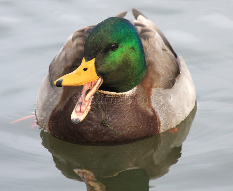 Mallard duck swimming on a river presents a comical look with his beak open wide revealing the inside of his mouth and tongue. Mallard duck swimming on a river presents a comical look with his beak open wide revealing the inside of his mouth and tongue.