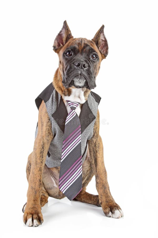boxer dog tie