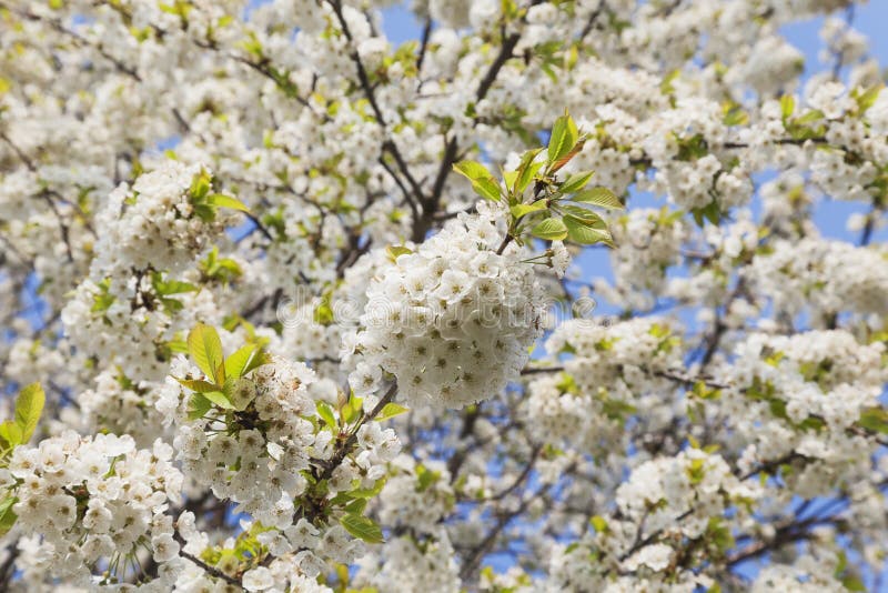 Germany, RhinelandPalatinate, Cherry Tree, White Cherry Blossoms Stock Image Image of germany