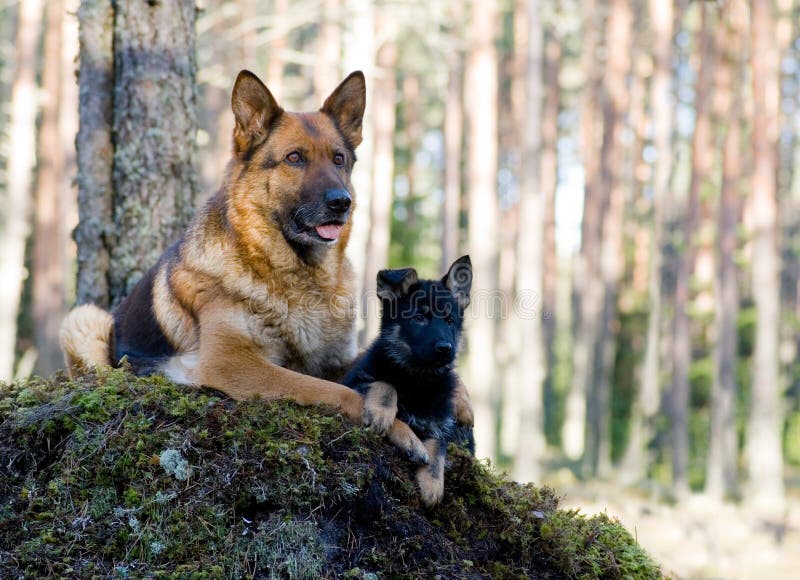 Germany Sheep-dog with puppy