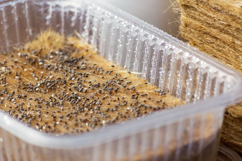Germinated Microgreen Seeds in a Tray on a Jute Rug. Closeup