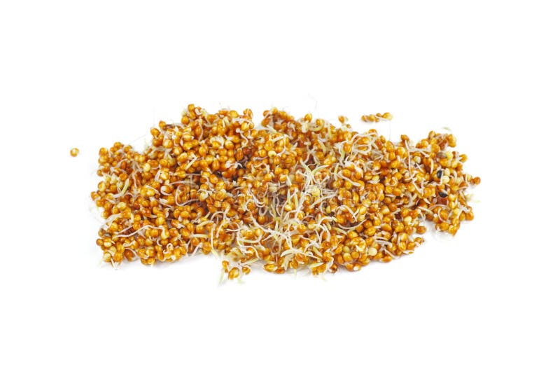Germinated millet seeds stock image. Image of cereals 152524269
