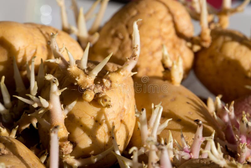 Moldy potato chips stock image. Image of background, damaged 44377013