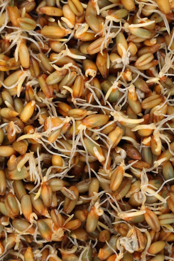 Germinated rye royalty free stock photography