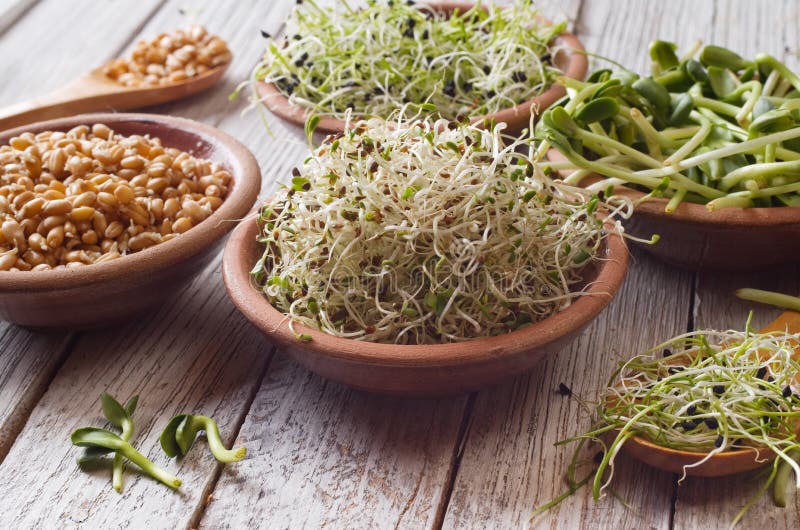 Germinated seeds stock photos